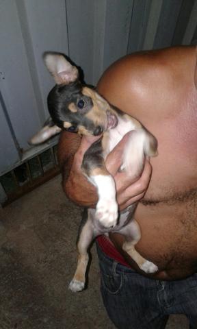 Pinscher Macho