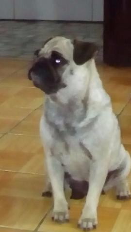 Pug Linda femêa