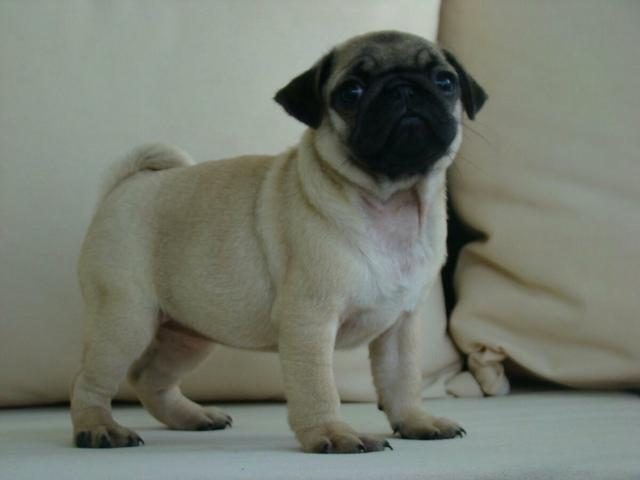 Pug raça pura legítima temos machos e fêmeas com pedigree