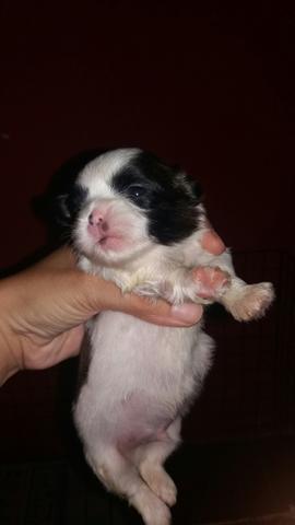 Shitzu machos 