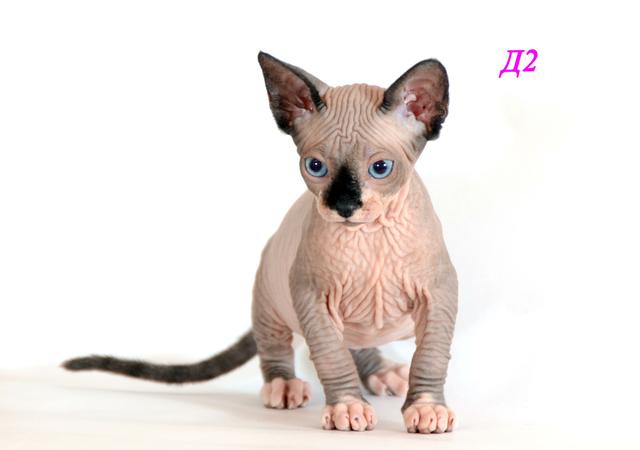 Sphynx Canadenses gatinho, de Original