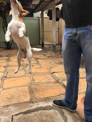 Tenho um beagle macho para cruzar