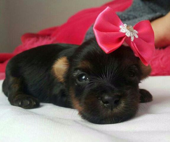 Yorkshire Terrier Micro confira