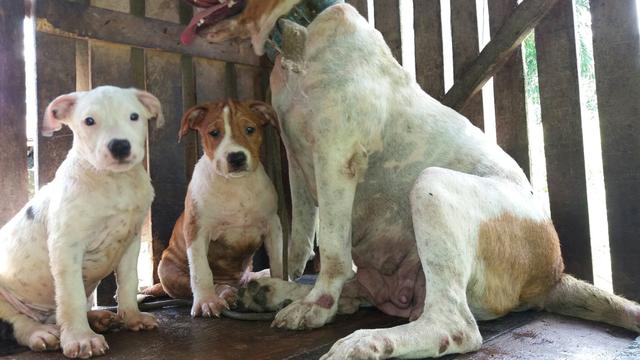 American pitbull femea branca