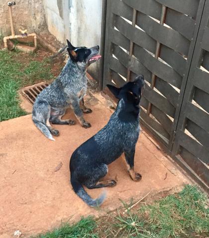 Blue heeler