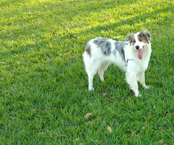 Border Collie Blue Merle Tricolor 1 Ano
