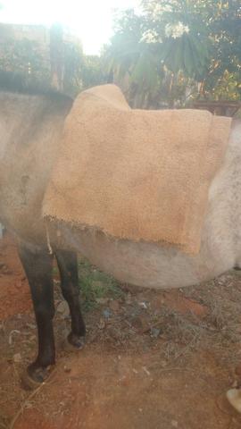 Cavalo manço bom de carroça