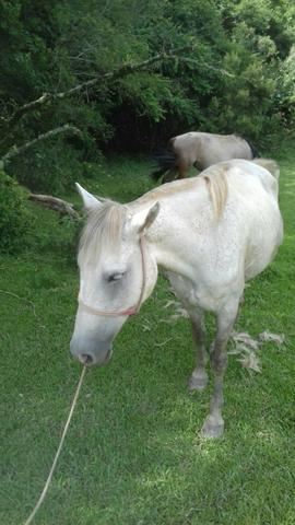 Cavalo muito manso com oito anos, para todas ás idade