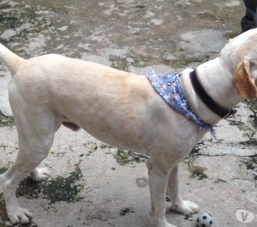 Cão golden com labrador morando em pet shop para adoção