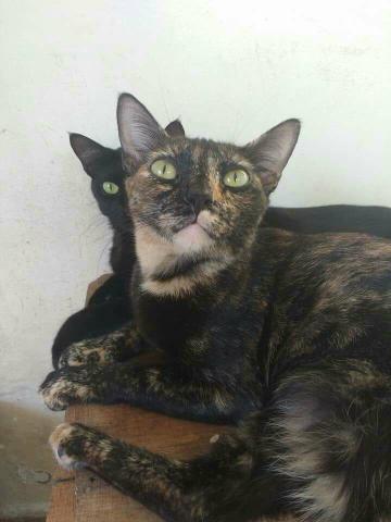 Duas gatinhas para Adoção