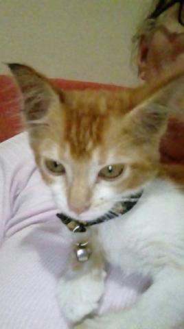 Gatinha boa pra criança