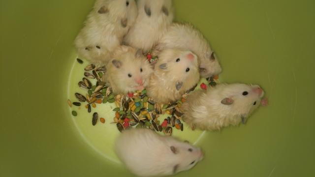 Hamster sírio angorá