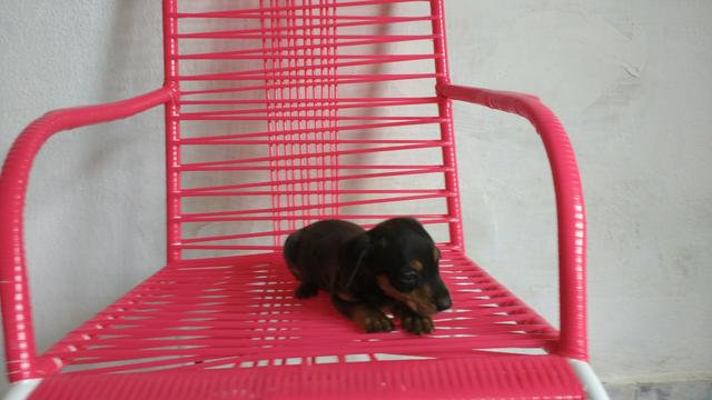 Lindo machinho de salsichinha disponível