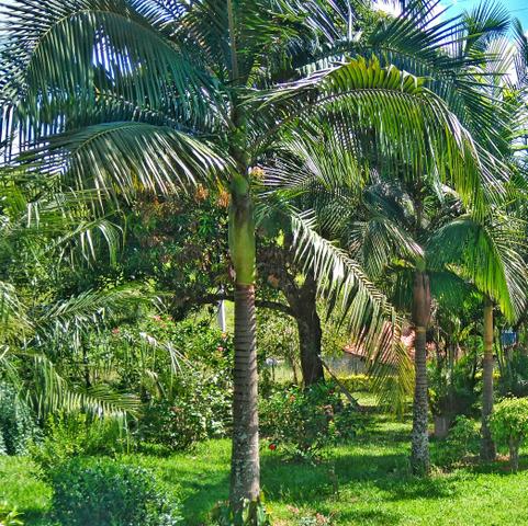 Palmeira imperial grande!