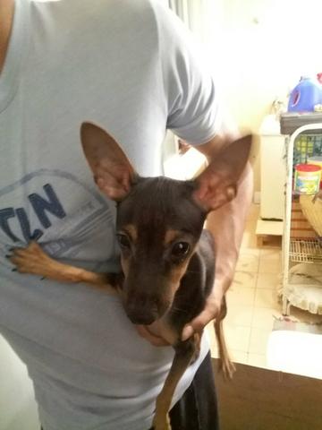 Pinscher