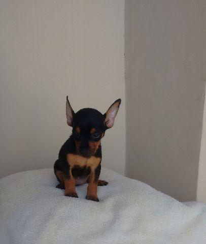 Pinscher feminha 0