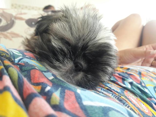 Venda de Shithzu macho