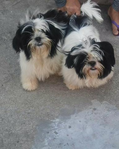 Vende - se cachorros raça Shih -tzu