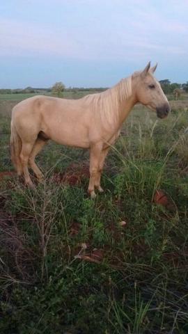 Cavalo Baio com Campolina.