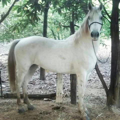 Cavalo Mangalarga Paulista