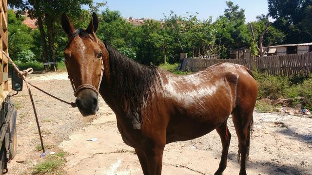 Cavalo de charet e sela 6 anos trota bem