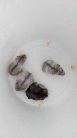 Doação de hamsters urgente