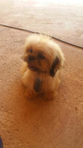 Lhasa apso