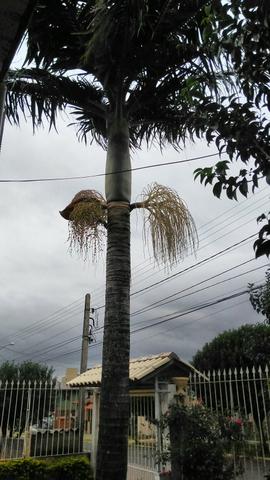 Palmeira real Coqueiro