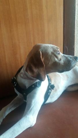 Pointer inglês fêmea