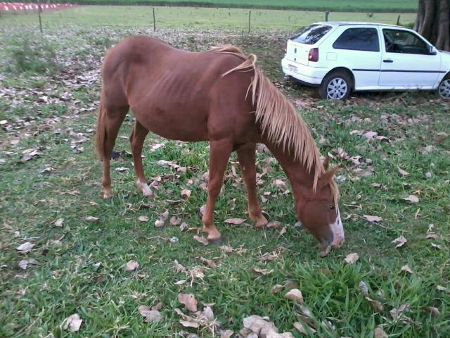Potra meio sangue quarto de milha