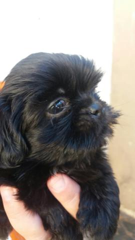 Preto sólido machinho shih.tzu