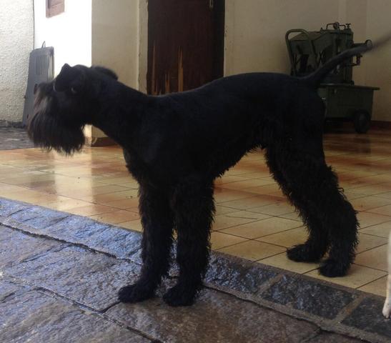 Schnauzer gigante