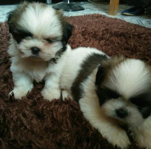 Shih tzu