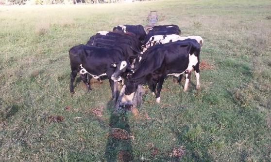 Vacas paridas meio-sangue e 3/4 holandês