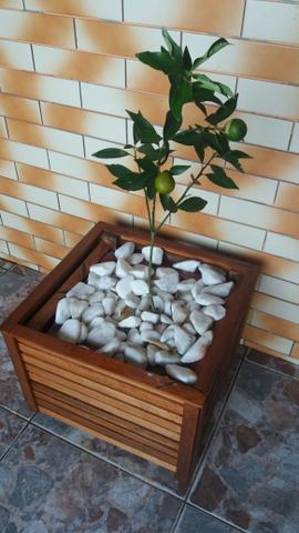 Vasos de Madeira com fruta laranja kinkan