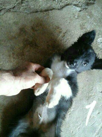 Vendo border collie