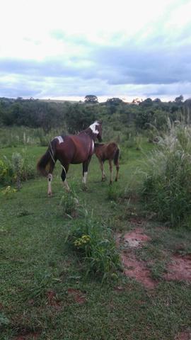Vendo égua meio sangue M.P