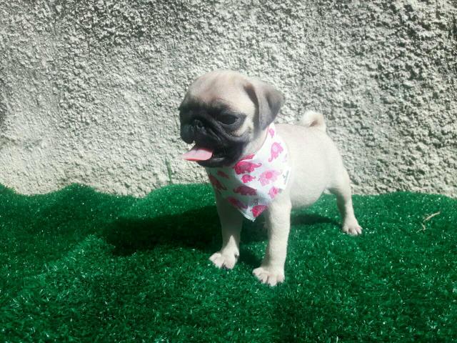 !!! princesinha !!! pug