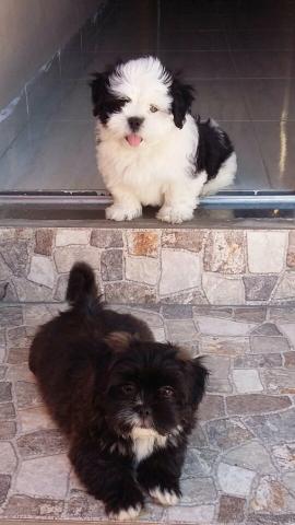 Cachorro Lhasa apso casal, 10 meses