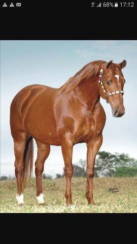 Cavalo quarto de milho