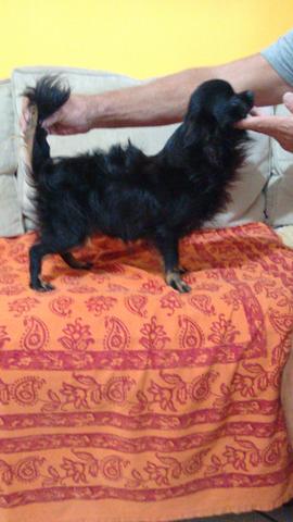Chihua macho pelo longo com pedigree adulto