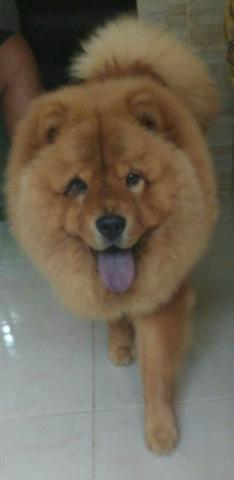Chow chow 9 meses