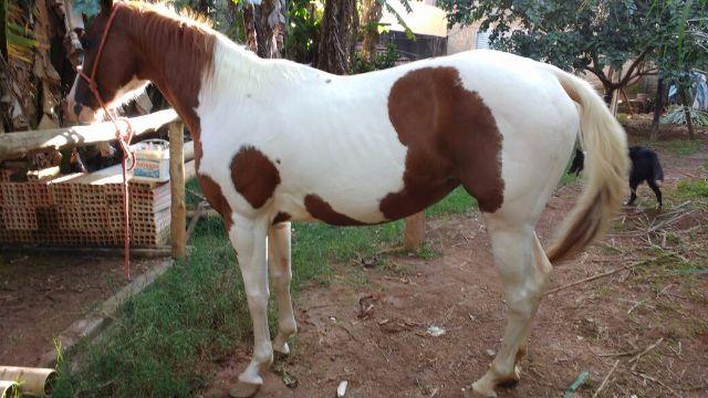 Egua Paint Horse pura registrada