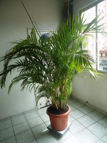 Planta ornamental tipo palmeira e incluso um vaso