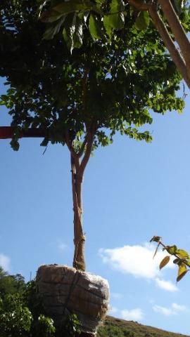 Reflorestamento - temos árvores nativas tipo: Ipê,