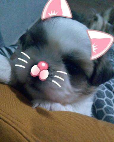 Shih tzu