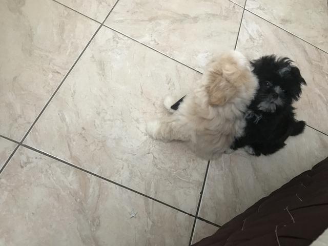 Shih tzu macho são bem pequenos