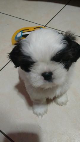 Shitzo fêmea muito Linda 40 dias