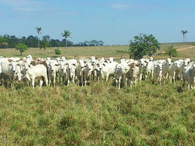 40 bezerros nelores de 10 meses todos cabeceira