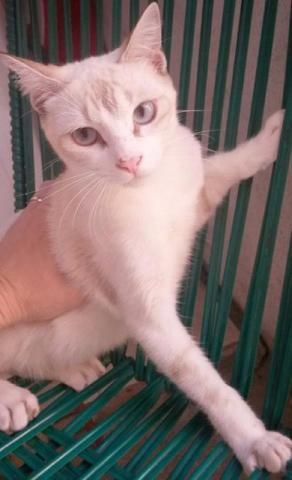 Adoção Gatinho Macho 8 meses